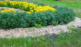 Chrysanthemen farbig Garten Feld, Sommer- Pflanze frisch Flora draußen. ai generiert. foto