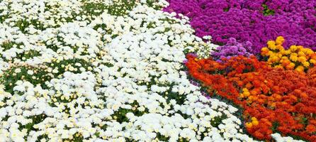 Chrysanthemen farbig Garten Feld, Sommer- Pflanze frisch Flora draußen. ai generiert. foto