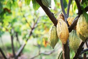 Kakao Obst Garten, tropisch landwirtschaftlich Hintergrund foto