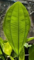 Blatt von kriechend Burkopf oder Echinodorus Blätter foto