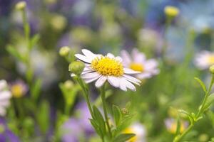 schließen oben von Gänseblümchen Blume. Kamille im das Wiese. Dox-Auge, verbreitet Gänseblümchen, Hund Gänseblümchen, Mond Gänseblümchen. Ochsenauge Gänseblümchen, Leukantheme vulgär, Frühling oder Sommer- Natur Szene. Gartenarbeit Konzept foto