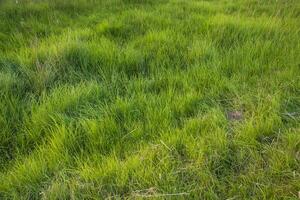 lange Grün Gras abstrakt Muster Textur können Sein benutzt wie ein natürlich Hintergrund Hintergrund foto