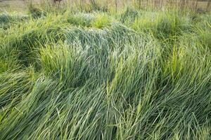 lange Grün Gras abstrakt Muster Textur können Sein benutzt wie ein natürlich Hintergrund Hintergrund foto