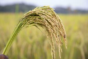 golden Korn Reis Spitze Ernte mit fahl Tiefe von Feld. selektiv Fokus foto