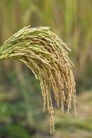 golden Korn Reis Spitze Ernte mit fahl Tiefe von Feld. selektiv Fokus foto