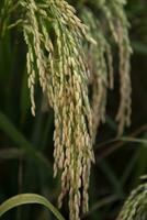 golden Korn Reis Spitze Ernte von Reis Feld. selektiv Fokus foto