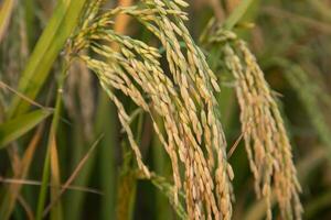 golden Korn Reis Spitze Ernte von Reis Feld. selektiv Fokus foto