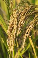 golden Korn Reis Spitze Ernte von Reis Feld. selektiv Fokus foto