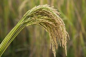 golden Korn Reis Spitze Ernte mit fahl Tiefe von Feld. selektiv Fokus foto