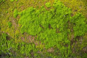 Pilze Grün Moos alt Beton Mauer abstrakt Textur Hintergrund Hintergrund. rostig, schmuddelig, grobkörnig Jahrgang Hintergrund foto