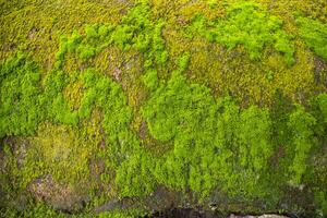 Pilze Grün Moos alt Beton Mauer abstrakt Textur Hintergrund Hintergrund. rostig, schmuddelig, grobkörnig Jahrgang Hintergrund foto