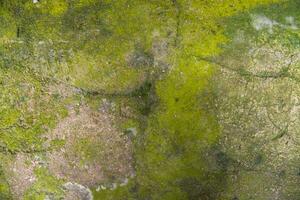 Flechte Pilze Grün Moos auf das alt konstruieren Mauer abstrakt Textur Hintergrund. rostig, schmuddelig, grobkörnig Jahrgang Hintergrund foto