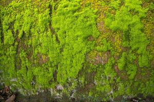 Pilze Grün Moos alt Beton Mauer abstrakt Textur Hintergrund Hintergrund. rostig, schmuddelig, grobkörnig Jahrgang Hintergrund foto