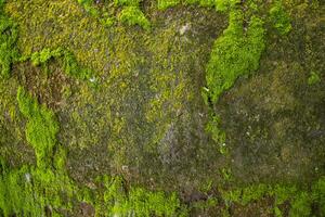 Pilze Grün Moos alt Beton Mauer abstrakt Textur Hintergrund Hintergrund. rostig, schmuddelig, grobkörnig Jahrgang Hintergrund foto