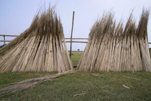 viele Jute Stöcke sind gestapelt zum Sonne Trocknen beim Sadarpur, faridpur, Bangladesch. einer und nur Jute Anbau ist im faridpur, Bangladesch foto