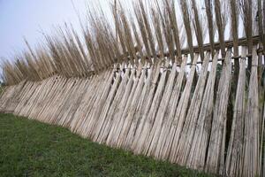 viele Jute Stöcke sind gestapelt zum Sonne Trocknen beim Sadarpur, faridpur, Bangladesch. einer und nur Jute Anbau ist im faridpur, Bangladesch foto