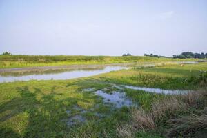 Grün Felder, Wiesen, und Blau Himmel Landschaft Aussicht mit Padma Fluss Kanal im Bangladesch foto