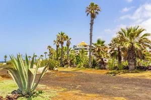 Palmen Kokospalmen und Resorts Kanarische spanische Insel Teneriffa Afrika.