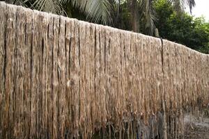 golden nass roh Jute Ballaststoff hängend unter das Sonnenlicht zum Trocknen im Bangladesch . diese ist das namens golden Ballaststoff im Bangladesch foto