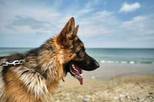 das Hund sieht aus beim das Meer. foto