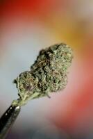Cannabis Knospe schließen oben medizinisch Gras Rauchen tolle lila blühen cali verboten Obst Vielfalt Makro Hintergrund hoch Qualität Fokus Stapel fünfzig Megapixel sofortig Drucke foto
