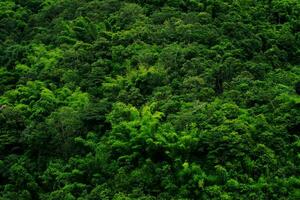 Bilder von wunderschönen Naturlandschaften, Bäumen und Bergen. foto