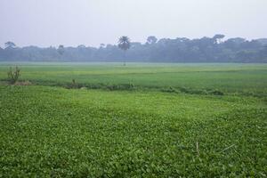 Landwirtschaft Landschaft Aussicht von das Korn Reis Feld im das Landschaft von Bangladesch foto