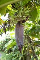 blühen Banane Blume ist ein gesund Ernährung Gemüse auf das Garten Baum foto