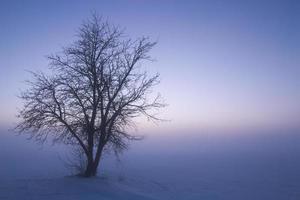 einsamer Baum auf dem Hintergrund von dichtem Nebel. natürliche Farbe des Sonnenuntergangs. foto