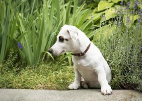 Weißer Jack Russel Terrier Hund