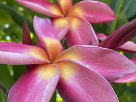 Rosa und Gelb Plumeria Blumen im Natur Garten foto