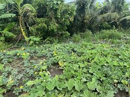 Grün Gemüse wachsend im das Garten foto