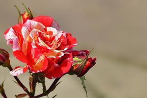 wunderschöne seltene schwarze Drachenhybride Rose rot und weiß foto