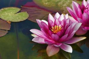 schöner Lotushintergrund foto