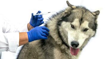 Tierarzt Verabreichung Medizin von ein Spritze zu ein Hund auf ein Weiß Hintergrund. groß Hund im ein Tierarzt Klinik. Veterinär Medizin. foto