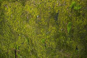 Pilze Grün Moos alt Beton Mauer abstrakt Textur Hintergrund Hintergrund. rostig, schmuddelig, grobkörnig Jahrgang Hintergrund foto