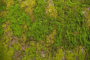 Pilze Grün Moos alt Beton Mauer abstrakt Textur Hintergrund Hintergrund. rostig, schmuddelig, grobkörnig Jahrgang Hintergrund foto