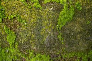 Pilze Grün Moos alt Beton Mauer abstrakt Textur Hintergrund Hintergrund. rostig, schmuddelig, grobkörnig Jahrgang Hintergrund foto