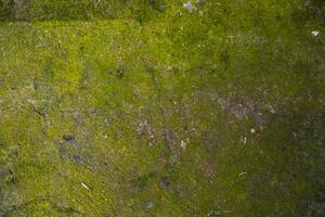 Flechte Pilze Grün Moos auf das alt konstruieren Mauer abstrakt Textur Hintergrund. rostig, schmuddelig, grobkörnig Jahrgang Hintergrund foto