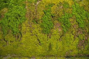 Pilze Grün Moos alt Beton Mauer abstrakt Textur Hintergrund Hintergrund. rostig, schmuddelig, grobkörnig Jahrgang Hintergrund foto