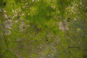 Flechte Pilze Grün Moos auf das alt konstruieren Mauer abstrakt Textur Hintergrund. rostig, schmuddelig, grobkörnig Jahrgang Hintergrund foto