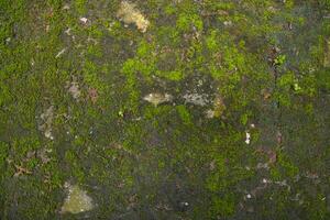 Pilze grünes Moos Textur abstrakter Hintergrund Betonwand. rostiger, grungy, grobkörniger Vintage-Hintergrund foto