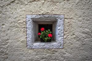 Vase mit Geranien auf einem kleinen quadratischen Fenster in San Martino di Castrozza, Trient, Italien foto