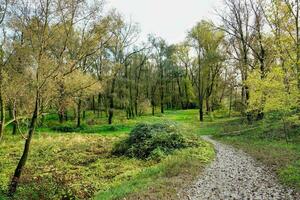 Weg durch den Wald foto