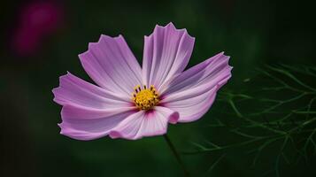 Kosmos Blume Blühen auf verschwommen Grün Hintergrund Feld. schön Rosa Blume im Fokus. ai generiert foto