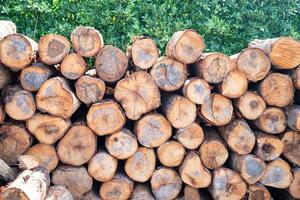 stapeln Sie Holz Baumstamm Holzvorrat im Wald foto