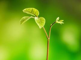 Knospenblätter der Jungpflanzenaussaat im Wald foto