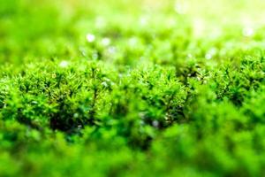 Frisches grünes Moos wächst auf dem Boden mit Wassertropfen im Sonnenlicht