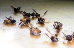 die Überreste toter Bienen liegen auf dem Boden verstreut