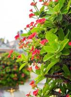 blume von christdorn glückverheißende pflanze in chinesischen religiösen stätten foto